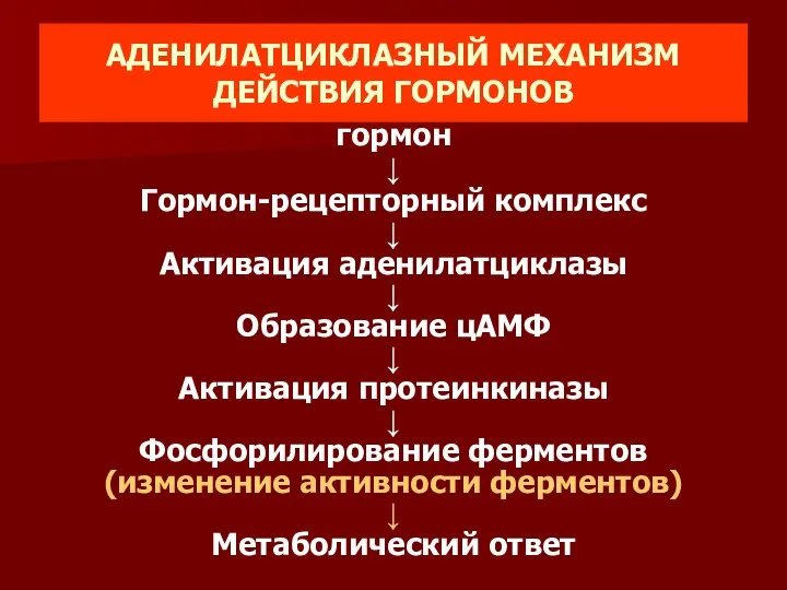 АДЕНИЛАТЦИКЛАЗНЫЙ МЕХАНИЗМ ДЕЙСТВИЯ ГОРМОНОВ гормон ↓ Гормон-рецепторный комплекс ↓ Активация аденилатциклазы