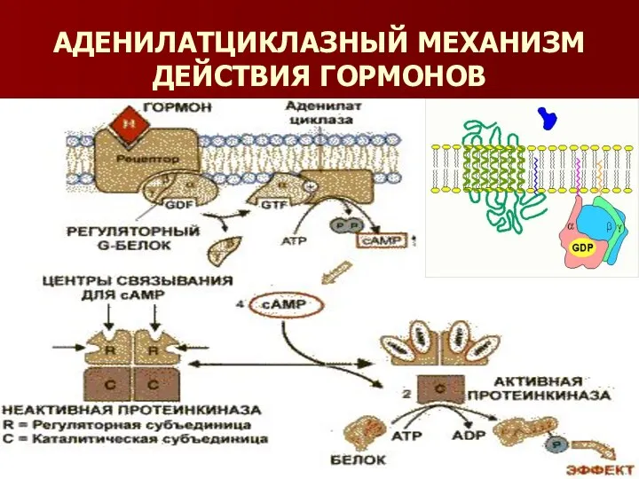 АДЕНИЛАТЦИКЛАЗНЫЙ МЕХАНИЗМ ДЕЙСТВИЯ ГОРМОНОВ