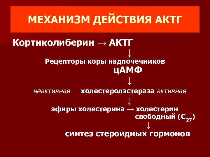 МЕХАНИЗМ ДЕЙСТВИЯ АКТГ Кортиколиберин → АКТГ ↓ Рецепторы коры надпочечников цАМФ