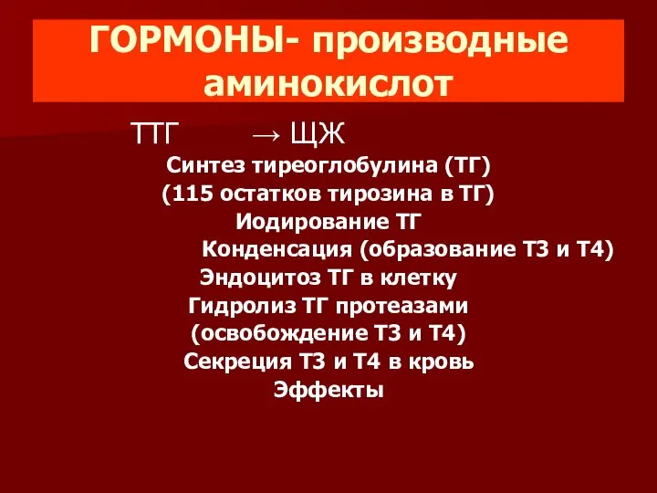 ГОРМОНЫ- производные аминокислот ТТГ → ЩЖ Синтез тиреоглобулина (ТГ) (115 остатков