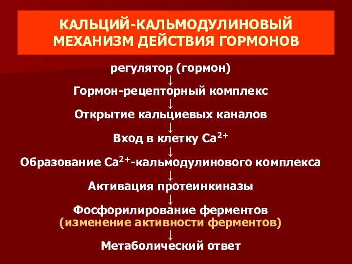 КАЛЬЦИЙ-КАЛЬМОДУЛИНОВЫЙ МЕХАНИЗМ ДЕЙСТВИЯ ГОРМОНОВ регулятор (гормон) ↓ Гормон-рецепторный комплекс ↓ Открытие