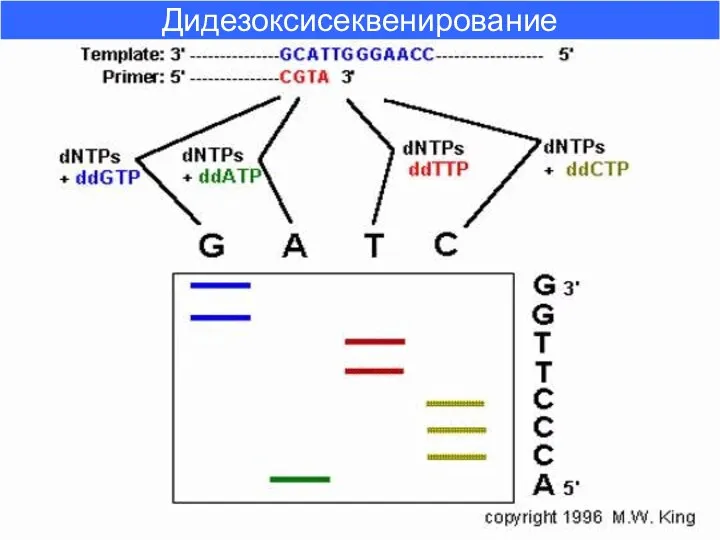 Дидезоксисеквенирование Дидезоксисеквенирование