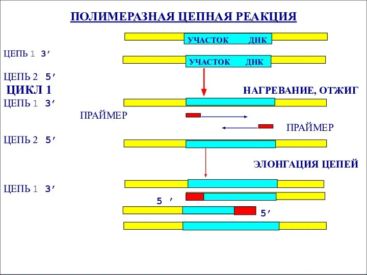 ПОЛИМЕРАЗНАЯ ЦЕПНАЯ РЕАКЦИЯ ЦЕПЬ 1 3’ ЦЕПЬ 2 5’ ЦИКЛ 1