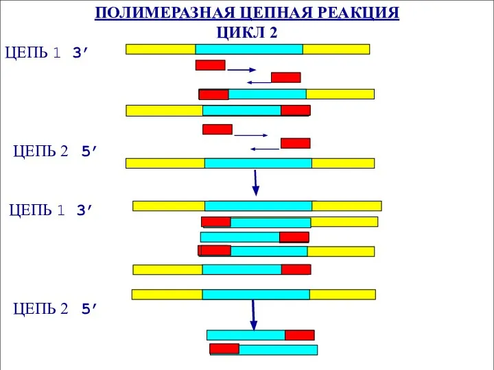 ПОЛИМЕРАЗНАЯ ЦЕПНАЯ РЕАКЦИЯ ЦИКЛ 2 ЦЕПЬ 1 3’ ЦЕПЬ 2 5’