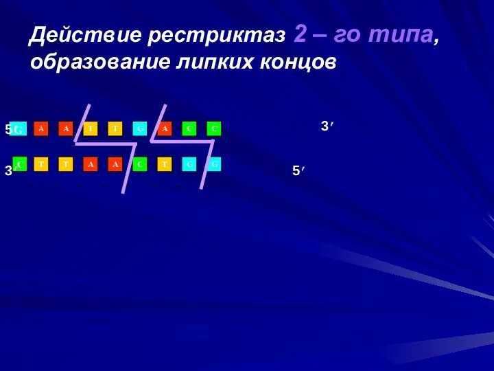 Действие рестриктаз 2 – го типа, образование липких концов C T