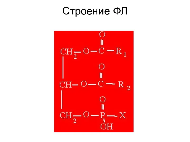 Строение ФЛ