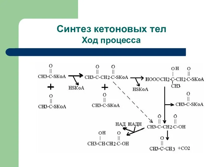 Синтез кетоновых тел Ход процесса