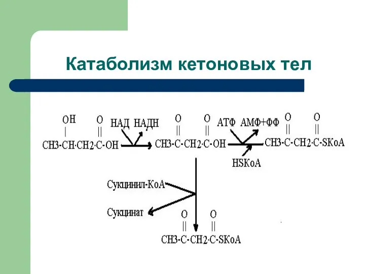 Катаболизм кетоновых тел