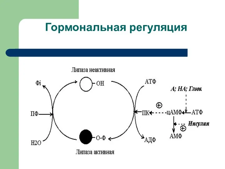 Гормональная регуляция