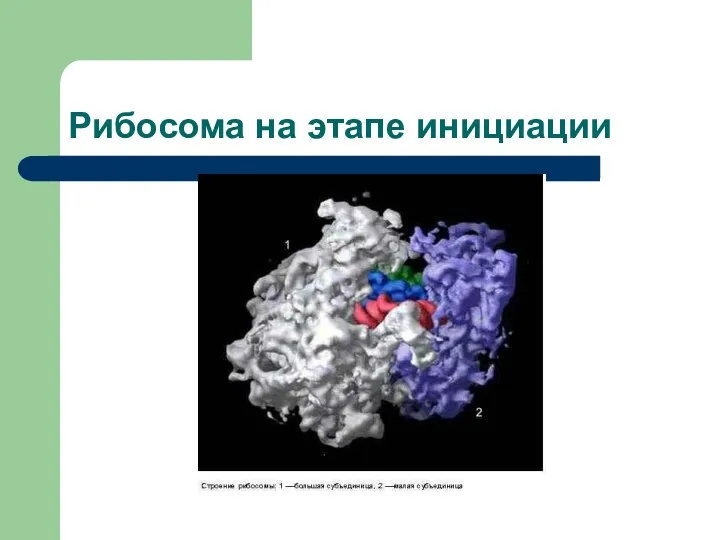 Рибосома на этапе инициации