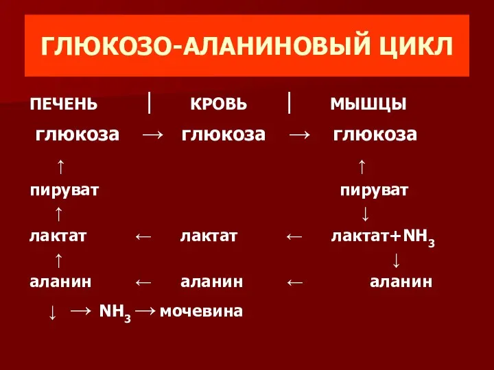 ГЛЮКОЗО-АЛАНИНОВЫЙ ЦИКЛ ПЕЧЕНЬ ⎮ КРОВЬ ⎮ МЫШЦЫ глюкоза → глюкоза →