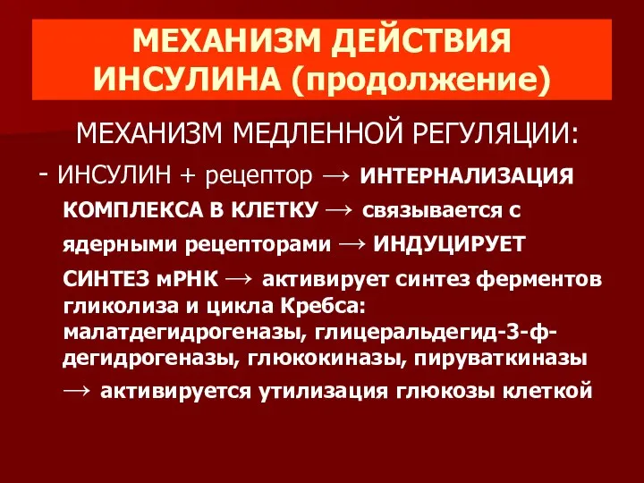 МЕХАНИЗМ ДЕЙСТВИЯ ИНСУЛИНА (продолжение) МЕХАНИЗМ МЕДЛЕННОЙ РЕГУЛЯЦИИ: - ИНСУЛИН + рецептор