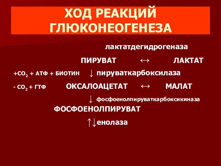 ХОД РЕАКЦИЙ ГЛЮКОНЕОГЕНЕЗА лактатдегидрогеназа ПИРУВАТ ↔ ЛАКТАТ +СО2 + АТФ +