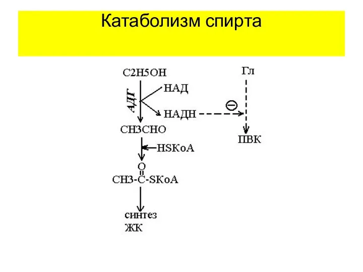 Катаболизм спирта