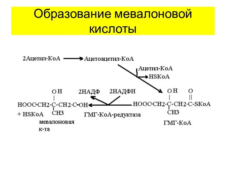 Образование мевалоновой кислоты