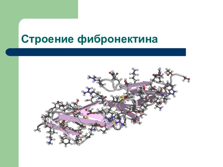 Строение фибронектина