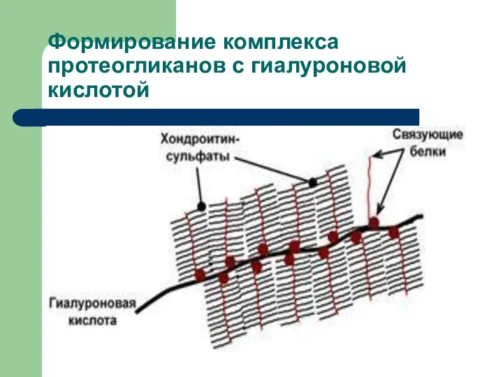 Формирование комплекса протеогликанов с гиалуроновой кислотой