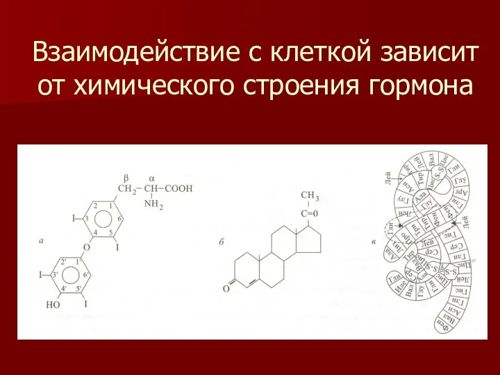 Взаимодействие с клеткой зависит от химического строения гормона