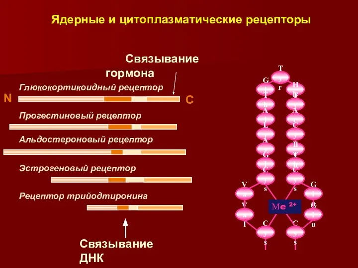 Ядерные и цитоплазматические рецепторы ДНК-связывающий «палец»