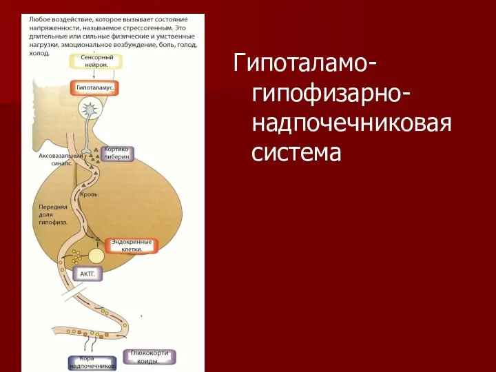 Гипоталамо-гипофизарно-надпочечниковая система