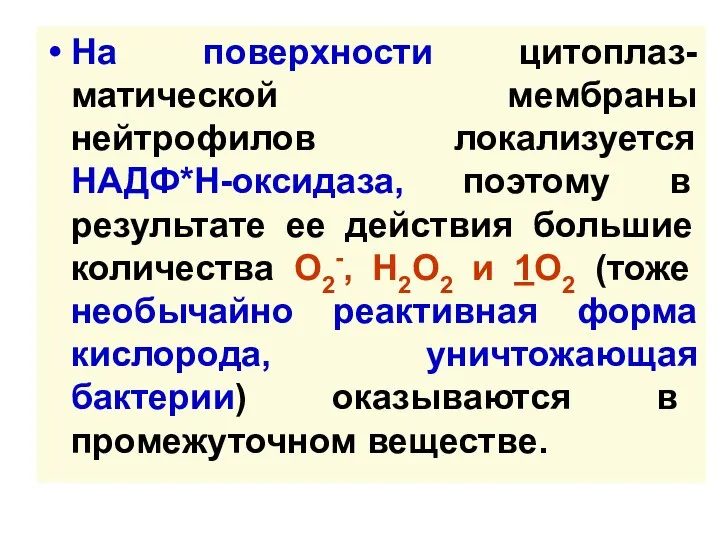 На поверхности цитоплаз-матической мембраны нейтрофилов локализуется НАДФ*Н-оксидаза, поэтому в результате ее