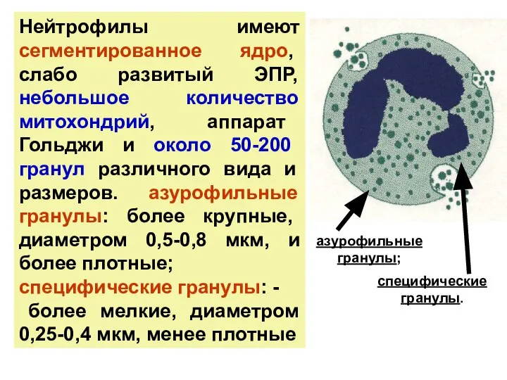 Нейтрофилы имеют сегментированное ядро, слабо развитый ЭПР, небольшое количество митохондрий, аппарат