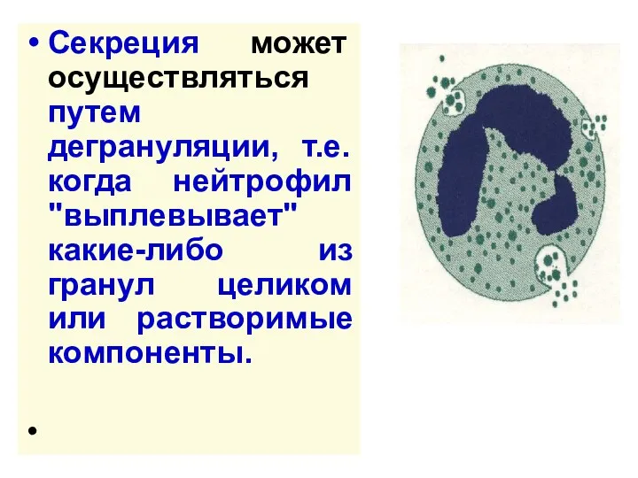 Секреция может осуществляться путем дегрануляции, т.е. когда нейтрофил "выплевывает" какие-либо из гранул целиком или растворимые компоненты.