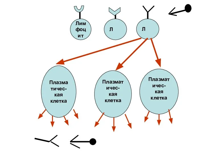 Л Лимфоцит Л Плазматичес- кая клетка Плазматичес- кая клетка Плазматичес- кая клетка