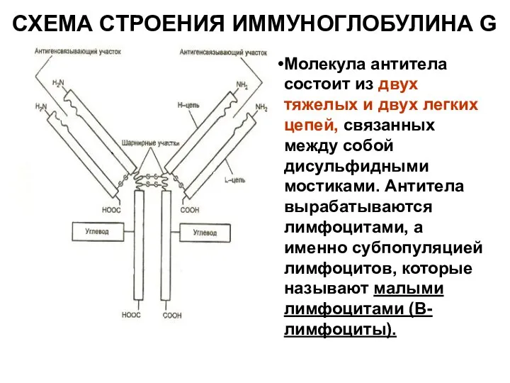 СХЕМА СТРОЕНИЯ ИММУНОГЛОБУЛИНА G Молекула антитела состоит из двух тяжелых и