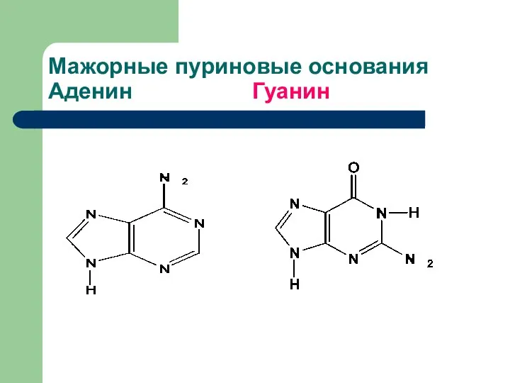 Мажорные пуриновые основания Аденин Гуанин