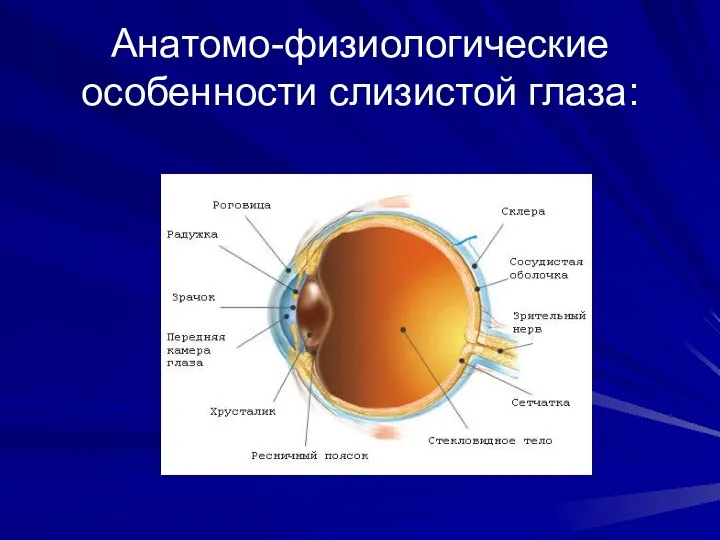 Анатомо-физиологические особенности слизистой глаза: