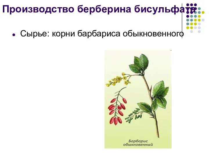 Производство берберина бисульфата Сырье: корни барбариса обыкновенного