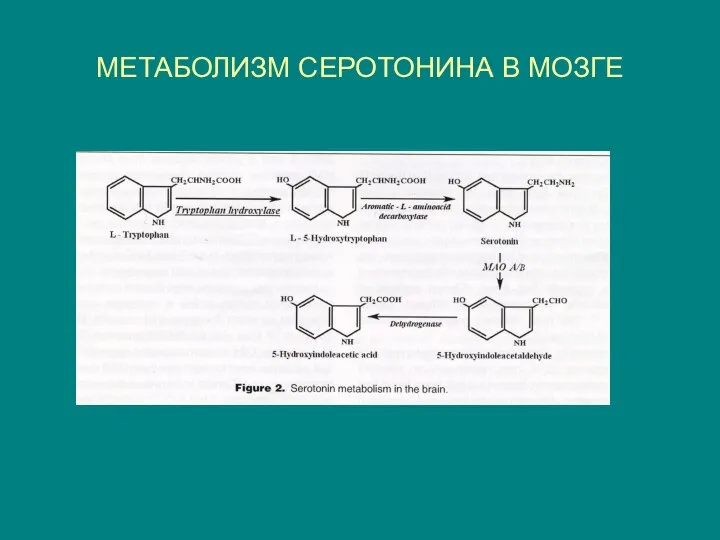 МЕТАБОЛИЗМ СЕРОТОНИНА В МОЗГЕ