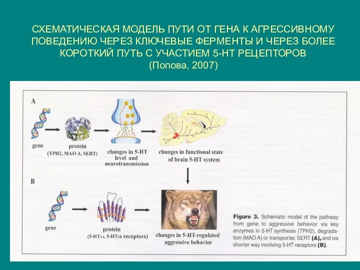 СХЕМАТИЧЕСКАЯ МОДЕЛЬ ПУТИ ОТ ГЕНА К АГРЕССИВНОМУ ПОВЕДЕНИЮ ЧЕРЕЗ КЛЮЧЕВЫЕ ФЕРМЕНТЫ