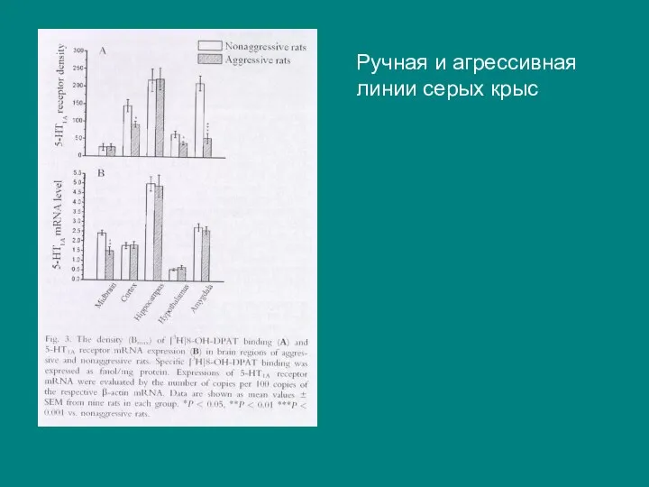 Ручная и агрессивная линии серых крыс