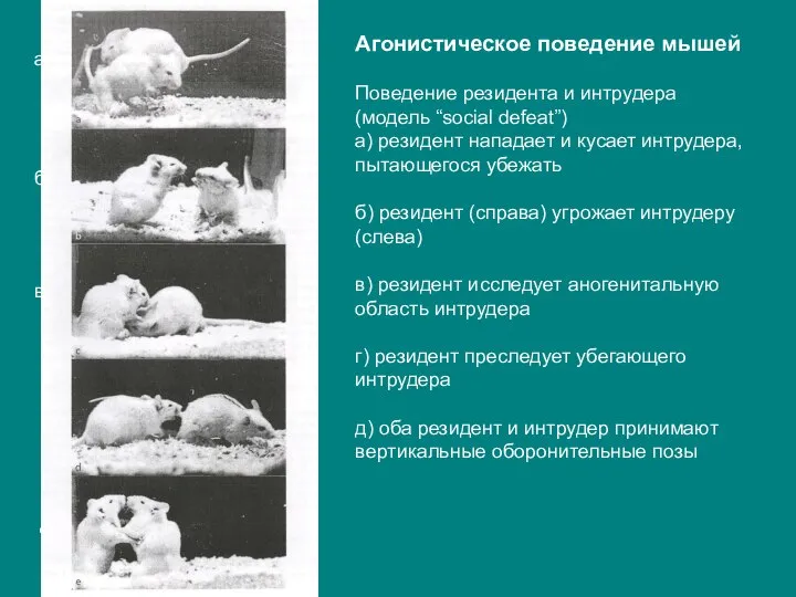 Агонистическое поведение мышей Поведение резидента и интрудера (модель “social defeat”) a)