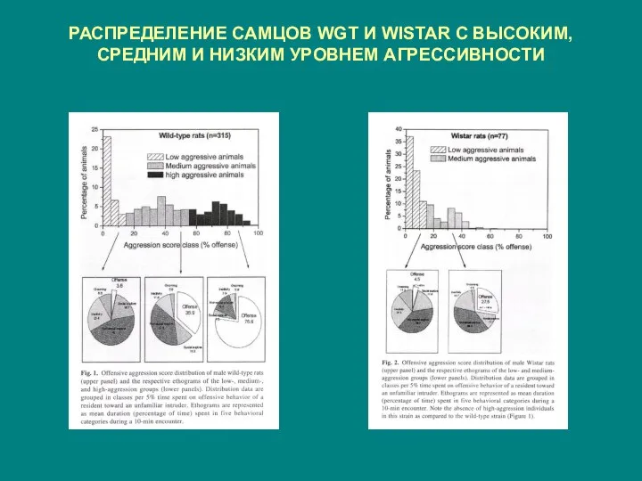 РАСПРЕДЕЛЕНИЕ САМЦОВ WGT И WISTAR С ВЫСОКИМ, СРЕДНИМ И НИЗКИМ УРОВНЕМ АГРЕССИВНОСТИ