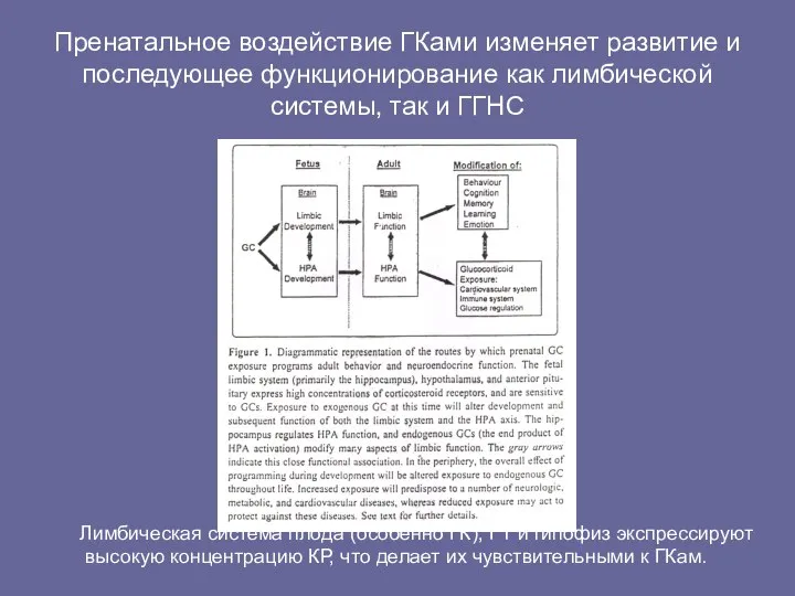 Пренатальное воздействие ГКами изменяет развитие и последующее функционирование как лимбической системы,