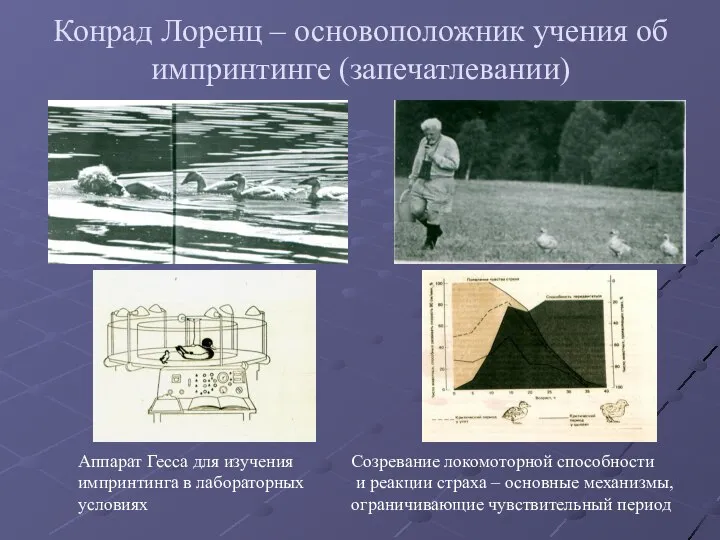 Конрад Лоренц – основоположник учения об импринтинге (запечатлевании) Аппарат Гесса для