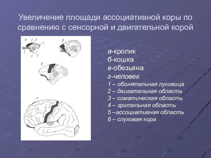 Увеличение площади ассоциативной коры по сравнению с сенсорной и двигательной корой