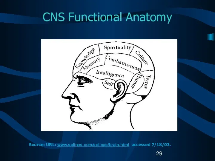 CNS Functional Anatomy Source: URL: www.solinas.com/solinas/brain.html accessed 7/18/03.