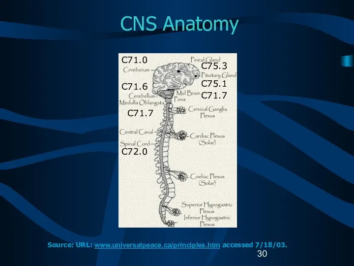 CNS Anatomy C71 C71.6 C71.7 C72.0 C71.0 C75.3 C75.1 C71.7 Source: URL: www.universalpeace.ca/principles.htm accessed 7/18/03.