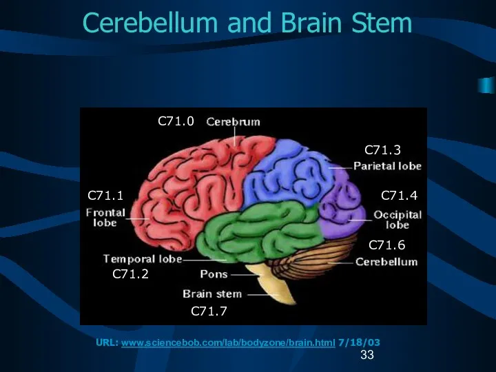 Cerebellum and Brain Stem C71.0 C71.1 C71.2 C71.7 C71.3 C71.4 C71.6 URL: www.sciencebob.com/lab/bodyzone/brain.html 7/18/03