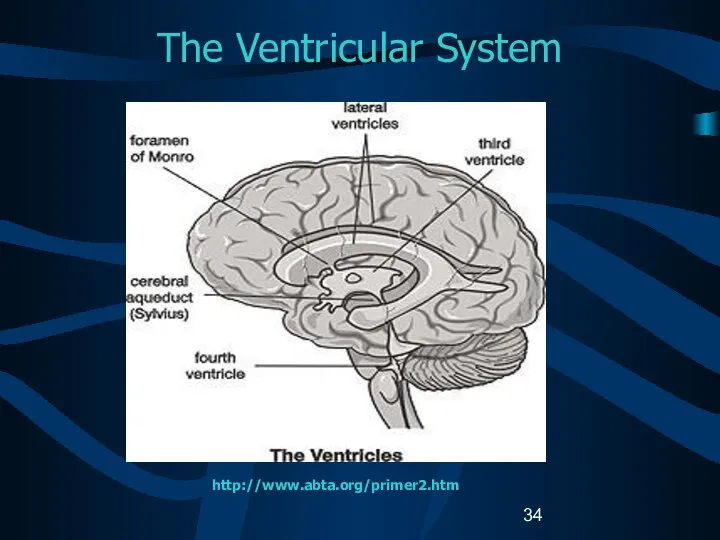 The Ventricular System http://www.abta.org/primer2.htm