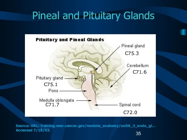 Pineal and Pituitary Glands C75.1 C71.7 C75.3 C71.6 C72.0 Source: URL: training.seer.cancer.gov/module_anatomy/unit6_3_endo_gl… Accessed 7/18/03.