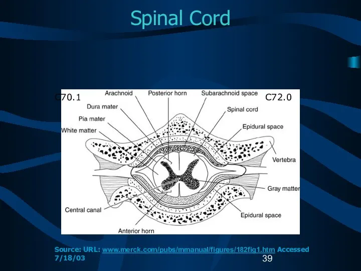 Spinal Cord C72.0 C70.1 Source: URL: www.merck.com/pubs/mmanual/figures/182fig1.htm Accessed 7/18/03