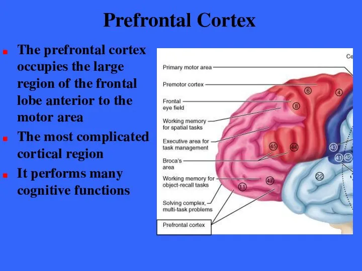 Prefrontal Cortex The prefrontal cortex occupies the large region of the