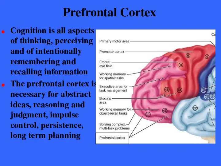 Prefrontal Cortex Cognition is all aspects of thinking, perceiving and of