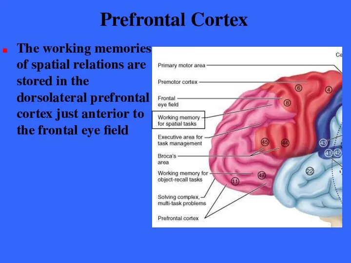 Prefrontal Cortex The working memories of spatial relations are stored in