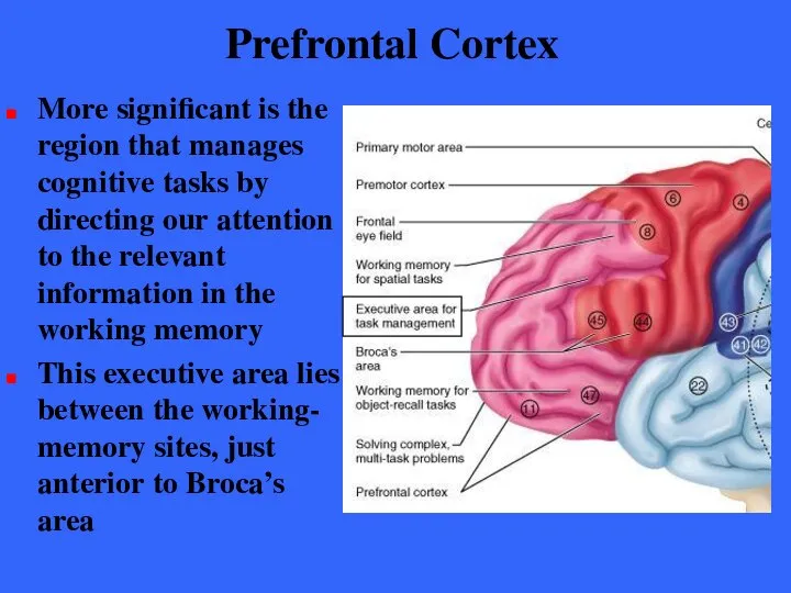 Prefrontal Cortex More significant is the region that manages cognitive tasks